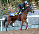 「【阪神Ｃ】武豊騎手騎乗のジューンブレアは久々の１４００メートルも克服可能　陣営「ジョッキーも距離が延びてもいいと」」の画像1