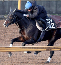 【シンザン記念】上位混戦だが、馬連でも３連単でも売れ線の意外な１番人気とは？　前売り最終オッズ発表