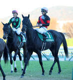 「【小倉牝馬Ｓ】トップハンデは２４年紫苑Ｓ覇者クリスマスパレード５６キロ　エフフォーリア全妹ジョスランは５４キロ」の画像1