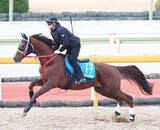 「重賞３勝のメイショウカズサが競走馬登録抹消　高知競馬へ移籍」の画像1