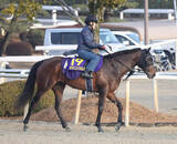 「【注目馬動向】フェブラリーＳに登録しているヤマニンウルスが回避　斉藤崇調教師「体調が整わないため」」の画像1