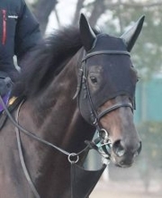 【京都記念】４角最後方のヘデントールは８着に沈む　Ｇ１初制覇した昨年の天皇賞・春以来の実戦