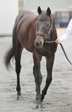 【フェブラリーＳ】前走で“善戦マン”脱却！プロキオンＳ覇者ロードクロンヌ　陣営「もう一段階上がってくれそう」