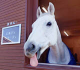 「【川島正一調教師しゃべり馬っせ】きょうダイオライト記念　グロリアムンディ衰えなし」の画像1