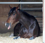 「羽田盃を制したフィンガーが美浦に帰厩　一夜明けて田中博調教師が「よく寝ています」と明かす」の画像1