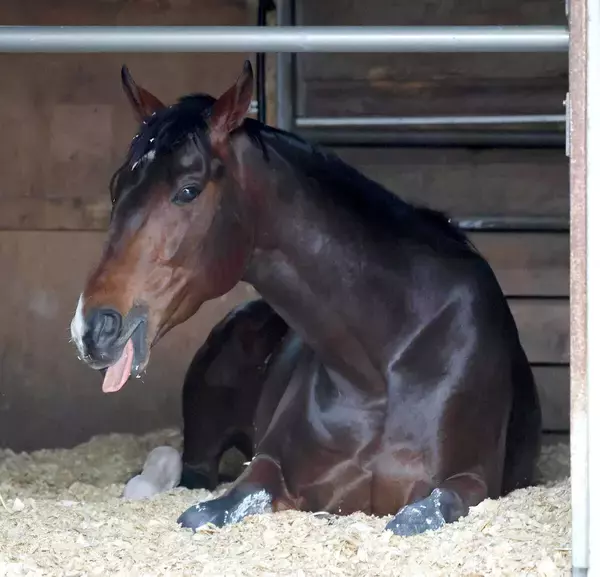 羽田盃を制したフィンガーが美浦に帰厩　一夜明けて田中博調教師が「よく寝ています」と明かす