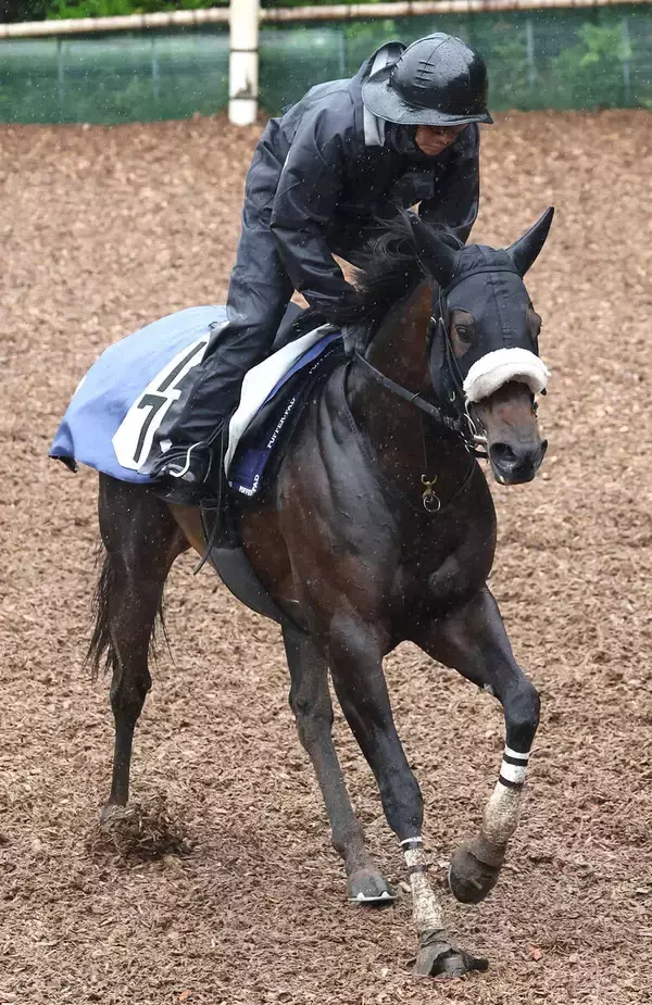 【注目馬動向・古馬】リヤドダートスプリントに選出されたドンアミティエはＣデムーロ騎手とのコンビ