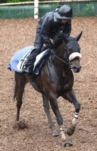 【注目馬動向・古馬】リヤドダートスプリントに選出されたドンアミティエはＣデムーロ騎手とのコンビ