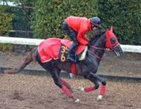 【ファルコンＳ・イシゴーの特注馬】肉体面での充実ぶり際立つフクチャンショウ　加藤征調教師「非常に調子がいい」