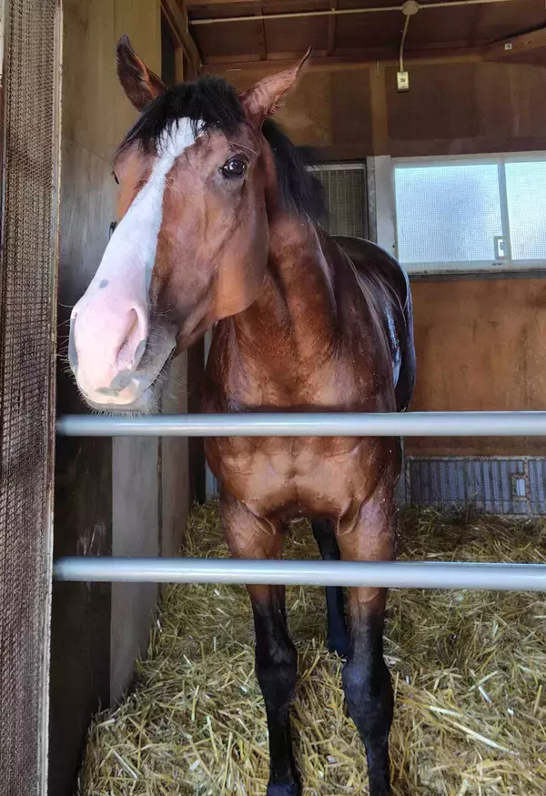 【函館・三戸の特注馬】大物の予感漂うコックニーが２１日の函館でデビュー予定　陣営「スピードが強みです」