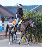 「【中山金杯】重賞初制覇へ期待のかかるアンゴラブラックは前走時より上積みあり　尾関調教師「さらに良くなった」」の画像1