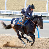 「【根岸Ｓ】重賞初出走Ｖへ　ウェイワードアクトは「望んでいた状態にすでにある」　単走馬なりで十分」の画像1