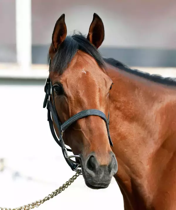 【注目馬動向】ジッピーチューンは紫苑Ｓで復帰　桜花賞３着後に右前肢の剥離骨折で休養　美浦トレセンに帰厩