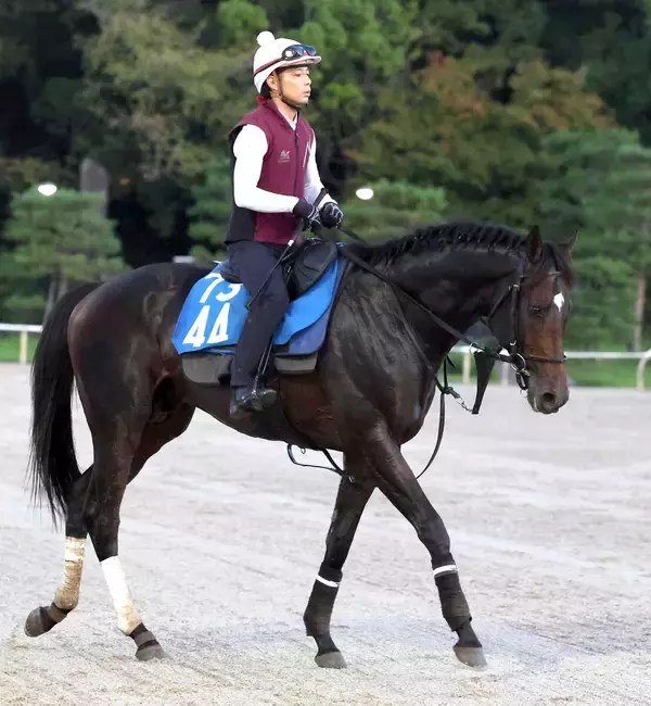 【新潟記念】ダノンシーマは頭＋頭差３着　Ｇ１ホース５頭押さえ１番人気も　川田将雅騎手「すばらしい走りでした」