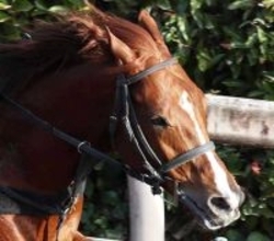 【中日新聞杯】「久々にガッツポーズをした」古川吉洋騎手は笑み　シェイクユアハートが４度目の挑戦で重賞初制覇　