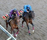 「【シンザン記念】アイビーＳ３着から重賞制覇を狙うモノポリオ素軽い動きも森一調教師「物足りなさを感じました」」の画像1