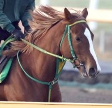 【注目馬動向】ヒヤシンスＳ３着「ホリエモン」の愛馬イッテラッシャイは伏竜Ｓが目標