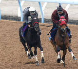 「【中山グランドＪ】障害王者エコロデュエルは連覇へ動き上々　岩戸調教師「いつものＪ・Ｇ１を使う前と同じ」」の画像1