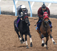 【中山グランドＪ】障害王者エコロデュエルは連覇へ動き上々　岩戸調教師「いつものＪ・Ｇ１を使う前と同じ」