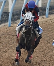 土曜東京競馬場の注目激走馬…東京１１Ｒ富士ステークス・Ｇ２