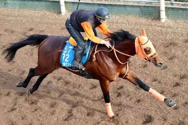 【日経新春杯】京都は十八番！初の２４００メートルでも「舞台はうまくフィットする」高野調教師はオールナットに期待