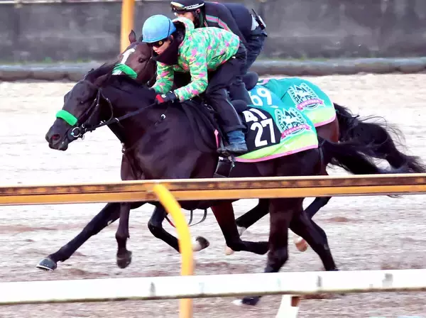 【日経新春杯】ゲルチュタールは６番枠から飛躍期す１年の始動戦　杉山晴調教師「偶数ですし、言うことないです」