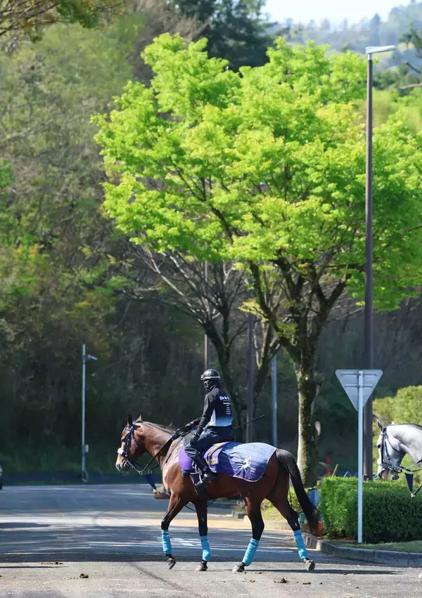 【皐月賞】カヴァレリッツォは初めての輸送も問題なし　陣営「毛づや、張りともにいい。距離も大丈夫でしょう」