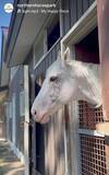 「ソダシやハヤヤッコのいとこ白毛馬アマンテビアンコがノーザンホースパークで第二の馬生「可愛い」「あまりに美しくて…」」の画像1