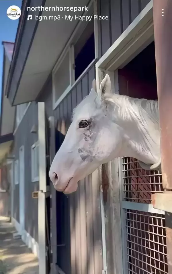 ソダシやハヤヤッコのいとこ白毛馬アマンテビアンコがノーザンホースパークで第二の馬生「可愛い」「あまりに美しくて…」