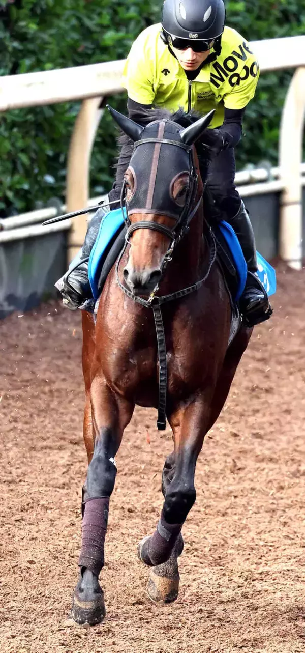 ２０２３年中京記念覇者セルバーグは右前種子骨じん帯の不全断裂が判明　休養期間は未定　ＪＲＡ発表