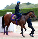 「【注目馬動向】読売マイラーズＣを勝ったアドマイヤズームは武豊騎手で安田記念へ　５着オフトレイルも菅原明良騎手で」の画像1