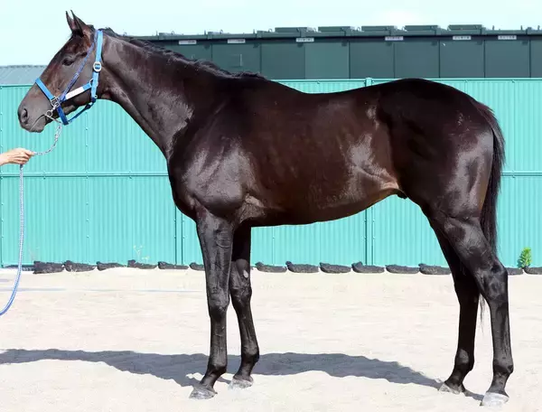 【松山康久元調教師のダービー馬体診断】アウダーシアは９・０点　さえた漆黒の皮膚　筋肉は薄く伸縮力は十分