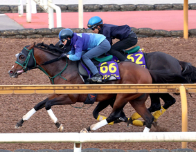 【安田記念】おぱんち×東京マイル×ダービージョッキー＝勝利！　「１６００メートルを走れるように丁寧に...」パンジャタワー陣営は自信