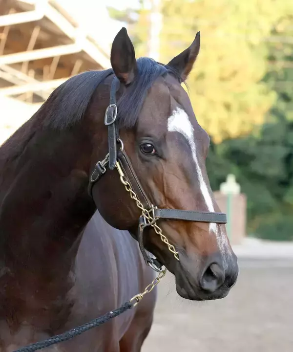 【チャンピオンズＣ】シックスペンスがダート２戦目でＧ１初制覇へ　国枝調教師はＪＲＡダートＧ１初出走