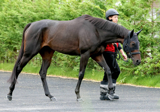 【ターコイズＳ】活気みなぎる動きで絶好調の６歳馬ドロップオブライト　福永調教師も「よう動いてるわ」と笑顔