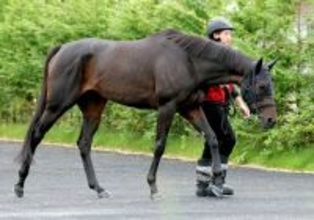 【ターコイズＳ】活気みなぎる動きで絶好調の６歳馬ドロップオブライト　福永調教師も「よう動いてるわ」と笑顔