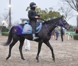 【京都金杯】実績のある芝のマイルで“二刀流”の活躍を目指すトロヴァトーレ　鞍上はハマーハンセン騎手