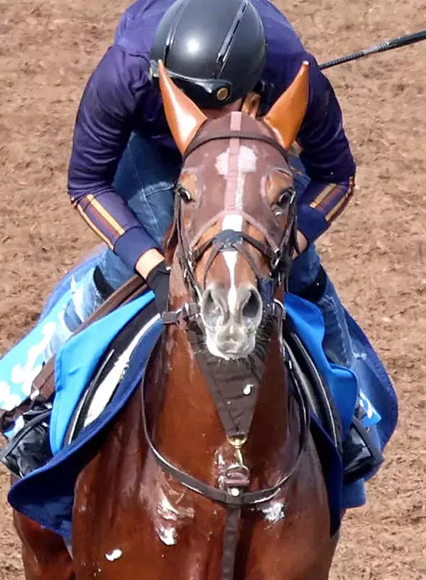 【注目馬動向】ビザンチンドリームはドバイの招待を辞退　アミールトロフィーで７着