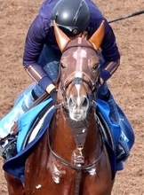 【注目馬動向】ビザンチンドリームはドバイの招待を辞退　アミールトロフィーで７着