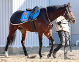 「【オーシャンＳ・イシゴーの特注馬】海外遠征帰り初戦からインビンシブルパパが全開ムード　伊藤大調教師「体のブレがだいぶなくなった」」の画像1