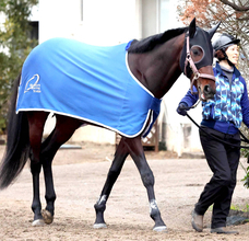 【中山記念】重賞連勝狙うカラマティアノス　奥村武調教師「状態は前走より良い」　唯一の前走勝利馬は勢い十分