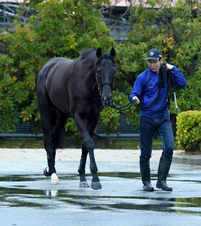 【大阪杯】昨年の日本ダービー馬クロワデュノールはまさかの大外１５番枠も　斉藤崇調教師「スタートもいい方なので...」