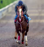 「【注目馬動向】シンエンペラーは米国遠征を回避　岩田望来騎手との新コンビで天皇賞・春参戦へ」の画像1