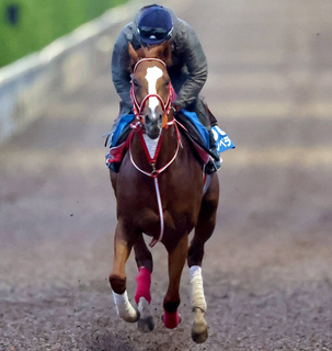 【注目馬動向】シンエンペラーは米国遠征を回避　岩田望来騎手との新コンビで天皇賞・春参戦へ