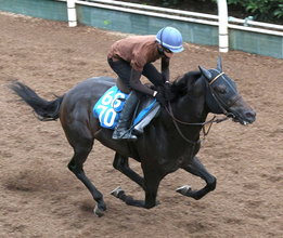 【ＣＢＣ賞】前走は放馬で競走除外…クラスペディアは調整方法を見直し再出発　河嶋調教師「いい精神状態で...」