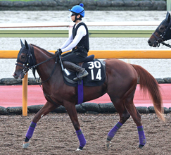 【ＰＯＧ】今週デビューのアドマイヤキングスは厩舎ゆかりの楽しみな良血馬　友道調教師「体はクワッズの方が…」