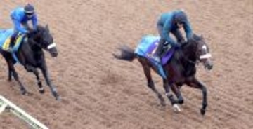 【チャンピオンズＣ】動き最高評価Ｇはシックスペンス　スピード感十分の４ハロン５２秒１は堂々の１番時計タイ