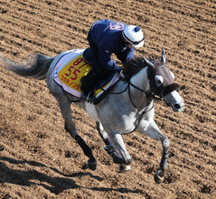 【注目馬動向】コガネノソラはクイーンＳを視野に　重賞初Ｖ飾った“縁起いい”レースで３つ目のタイトル狙う