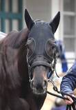 「【セレクトセール２０２６】一度は種牡馬引退の危機…２１年ダービー馬シャフリヤールの初年度産駒が７２００万円で落札　」の画像1