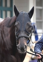 【セレクトセール２０２６】一度は種牡馬引退の危機…２１年ダービー馬シャフリヤールの初年度産駒が７２００万円で落札　